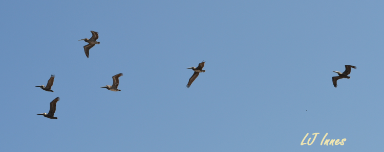 Pelicans over Siesta Key Beach